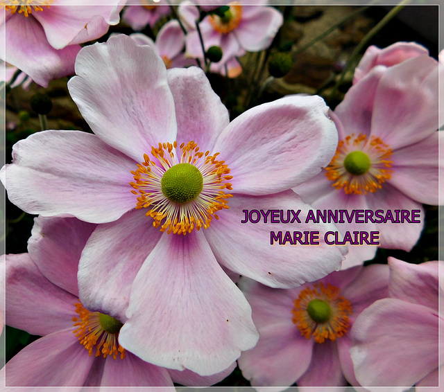 Joyeux Anniversaire Marie Claire