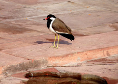 Jaipur- Red-wattled Lapwing