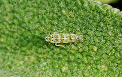 Leafhopper on Sage. Approx 2 0r 3mm