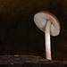 25/366: Mushroom Drama