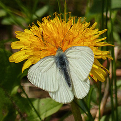 Mustard White butterfly / Pieris oleracea