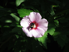 Hibiscus flower with bumblebee