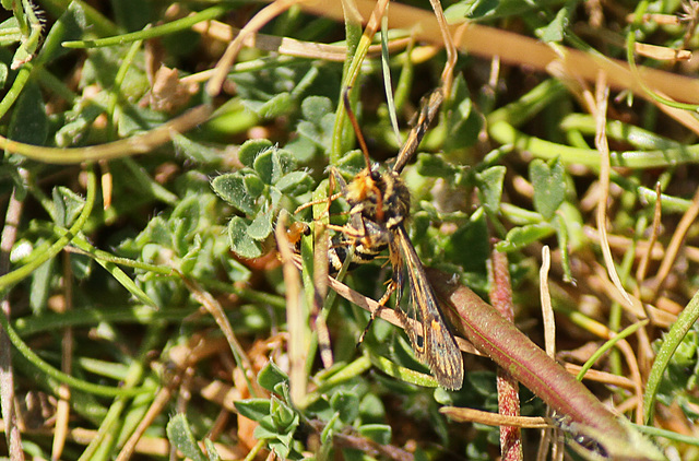 Six-belted Clearwing Female