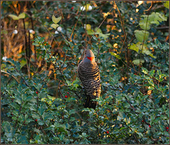 Flicker into the holly berries