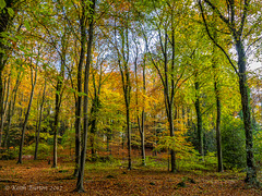 Autumn Colours near Buriton, Hampshire