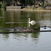 IMG 5510-001-Swan, Duck, Coots