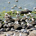 Seagulls congregating in the rock pool