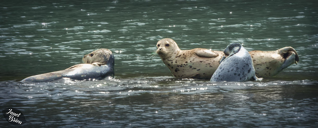 Pictures for Pam, Day 198: Harbor Seals in Brookings!