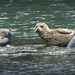 Pictures for Pam, Day 198: Harbor Seals in Brookings!