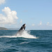 Dominican Republic, Young Humpback Whale in Samana Bay