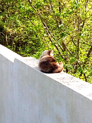 "Cat on a Hot Stone Wall"