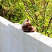 "Cat on a Hot Stone Wall"