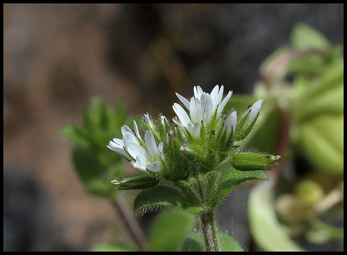 Cerastium glomeratum (6) Cerastium glomeratum (6)