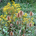 Wild Teasels with Common Ragwort Seaford Head 23 8 2011