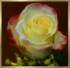 Weiße Rose. ©UdoSm