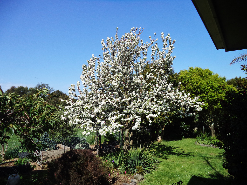 crabapple tree in full blossom