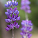 186/366: Lovely Lavender Lupines