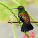 Copper-rumped Hummingbird / Amazilia tobac, Trinidad