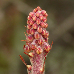 Pinedrops  / Pterospora - rare