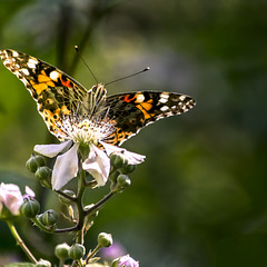 mariposa dándose el banquete floral