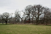 The "Wild Wood" part of Poynton Park