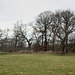 The "Wild Wood" part of Poynton Park