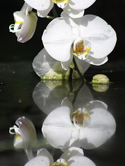 Orchids and Reflection