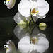 Orchids and Reflection