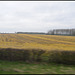 yellow shade of field