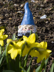 Gnomadeo and the daffs
