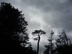 Arboles del bosque del sur chileno