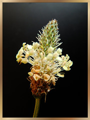 Spitzwegerich Blütenstand. ©UdoSm