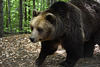 Bulgaria, Huge Bear in the Belitsa Sanctuary
