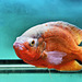 Red Melon Oscar Fish – Pacific Aquarium & Plant, Delancey Street near Eldridge, Lower East Side, New York, New York