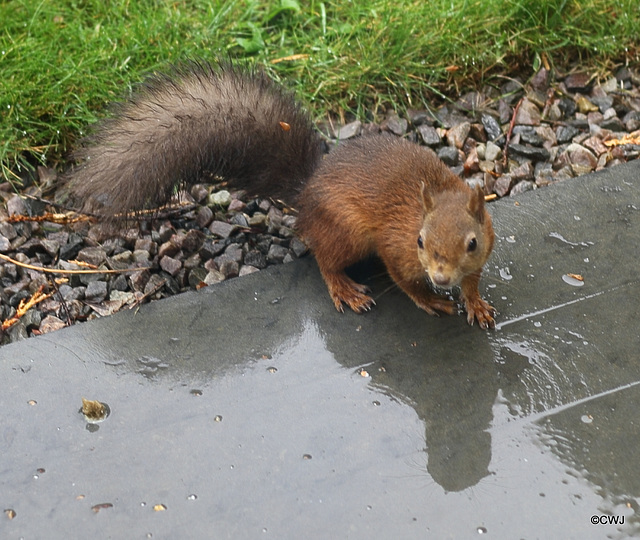 It's a wet day to be out foraging, if you are a red squirrel...