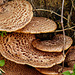 Dryad's Saddle fungus, Pt Pelee, Ontario