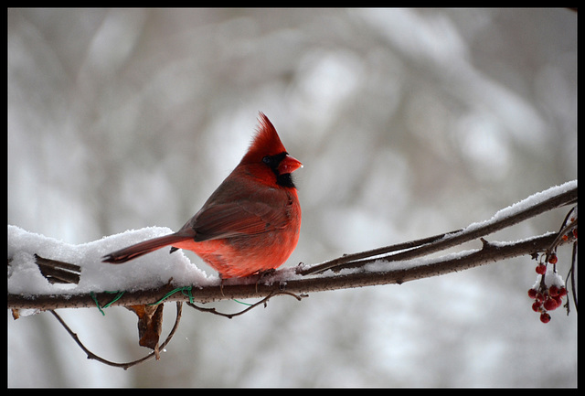 Le cardinal mange la neige