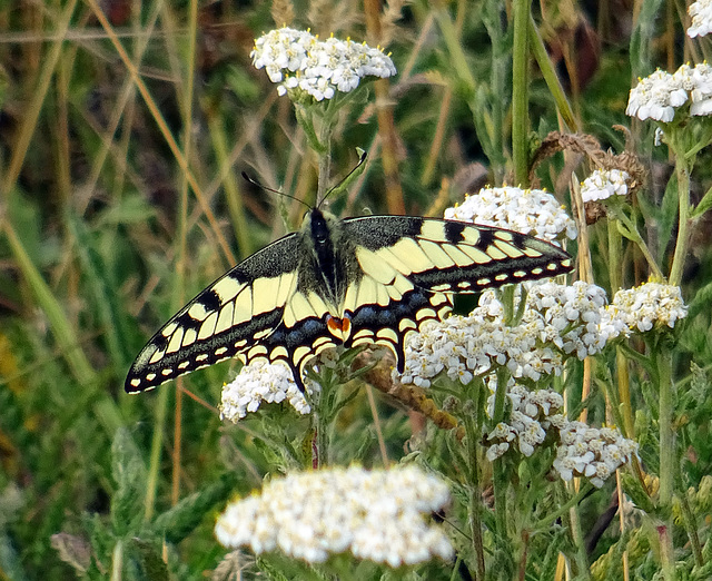 Swallowtailbutterfly on Achillea millefolium