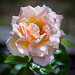 Pauline's rose (+)