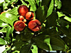 Pomegranate   - 2 Pips