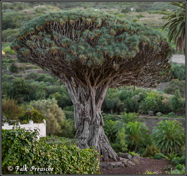 Der 1000jährige Drachenbaum
