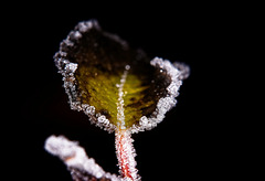 Die Eiskristalle verzieren die Blätter :))  The ice crystals decorate the leaves :))  Les cristaux de glace décorent les feuilles :))
