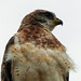 Swainson's Hawk male, light phase