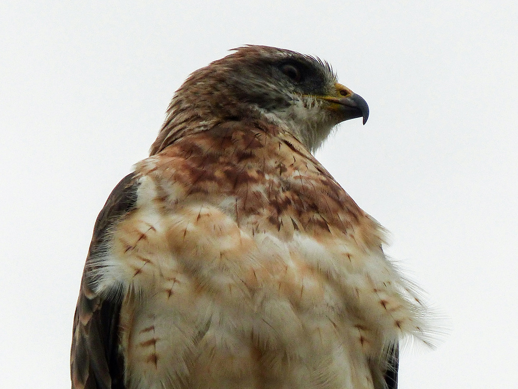 Swainson's Hawk male, light phase