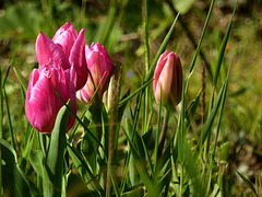 prossimamente Tulipani