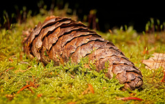Der Baumzapfen hat sich wunderbar ins Moos gelegt :))  The tree cone has settled wonderfully into the moss :))  Le cône de l'arbre s'est merveilleusement installé dans la mousse :))