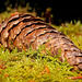 Der Baumzapfen hat sich wunderbar ins Moos gelegt :))  The tree cone has settled wonderfully into the moss :))  Le cône de l'arbre s'est merveilleusement installé dans la mousse :))
