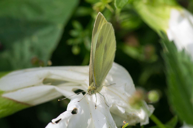 Large white butterfly (1)