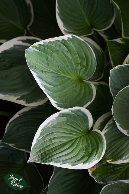 245/366: Perfectly Beautiful Hosta (+1 in a note)