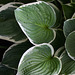 245/366: Perfectly Beautiful Hosta (+1 in a note)